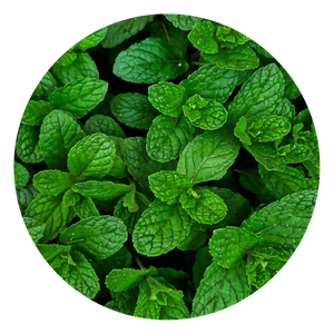 Ginko Biloba – 50mg